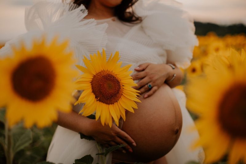 sunflower field maternity photography