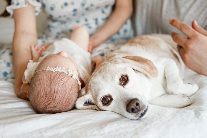 Lifestyle Photographer, mom and dad hold their baby girl as she lays beside a gentle puppy