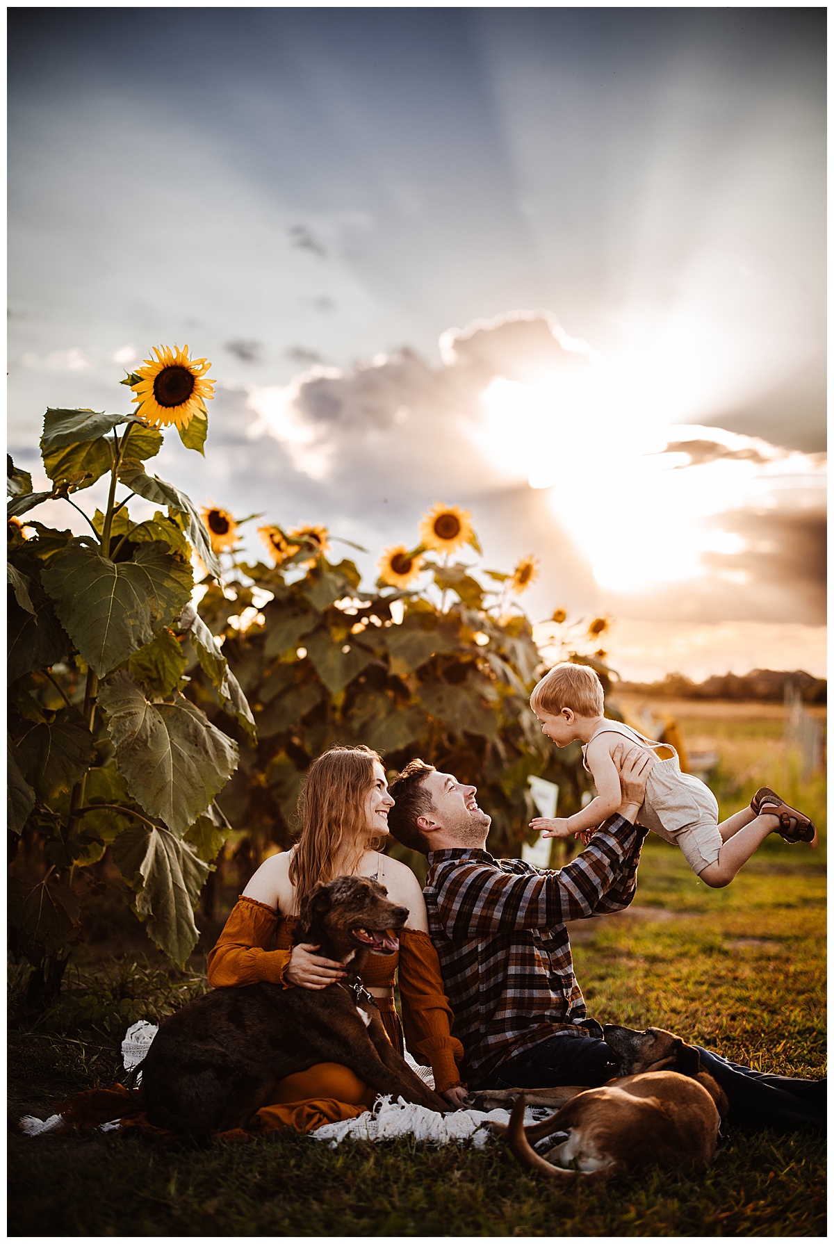 Family lift boy in air in Sunflower Field 