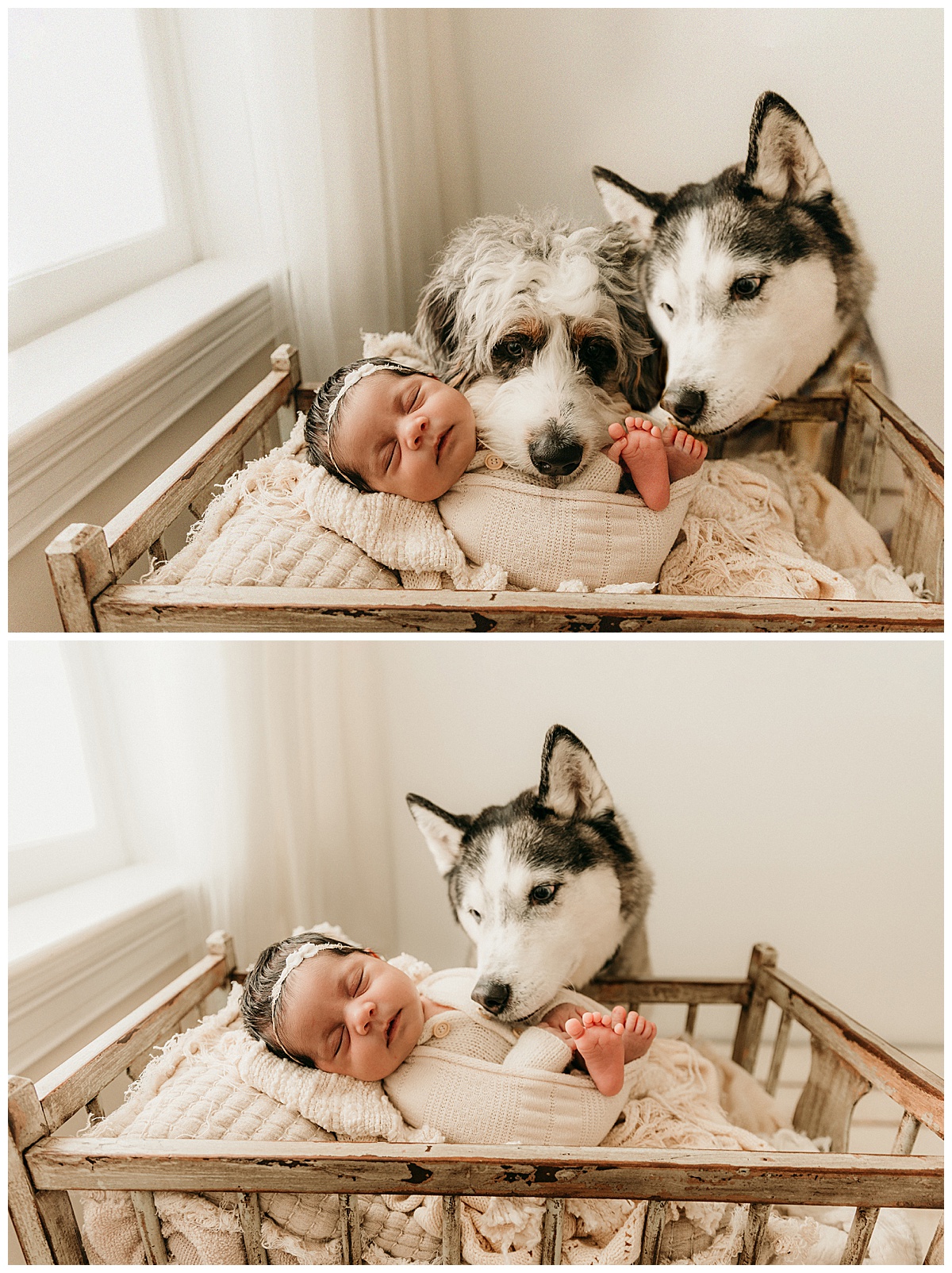 Family dogs looking over baby for Fine Art Posed Session