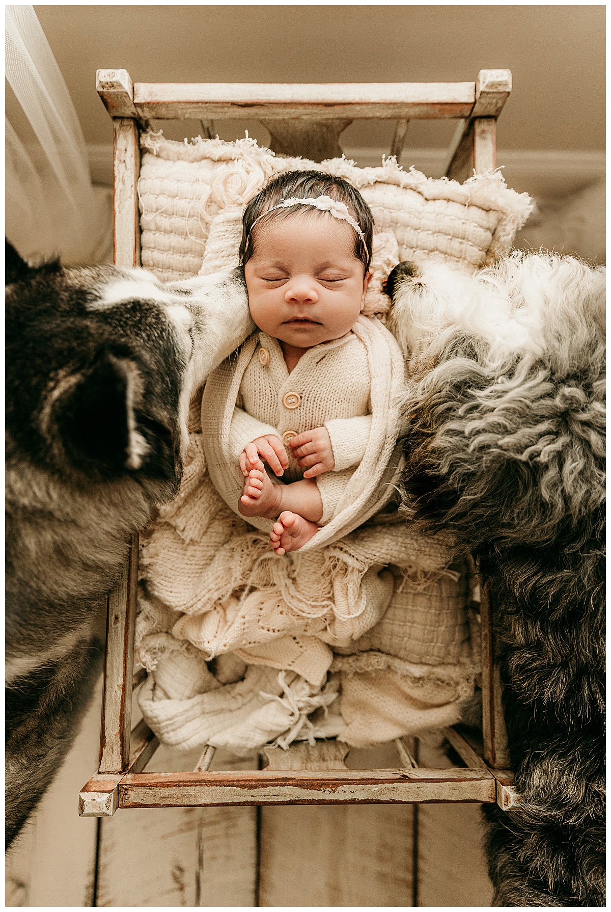 Family dogs kiss baby for Norma Fayak Photography