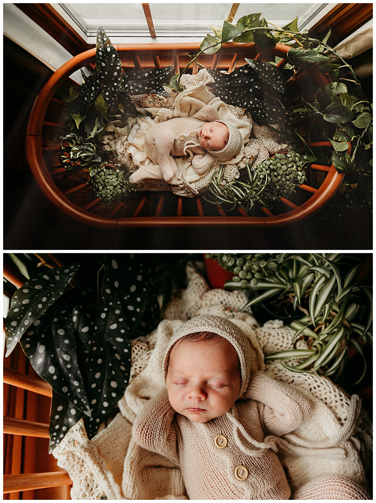 Infant lays in bassinet with greenery around for Norma Fayak Photography