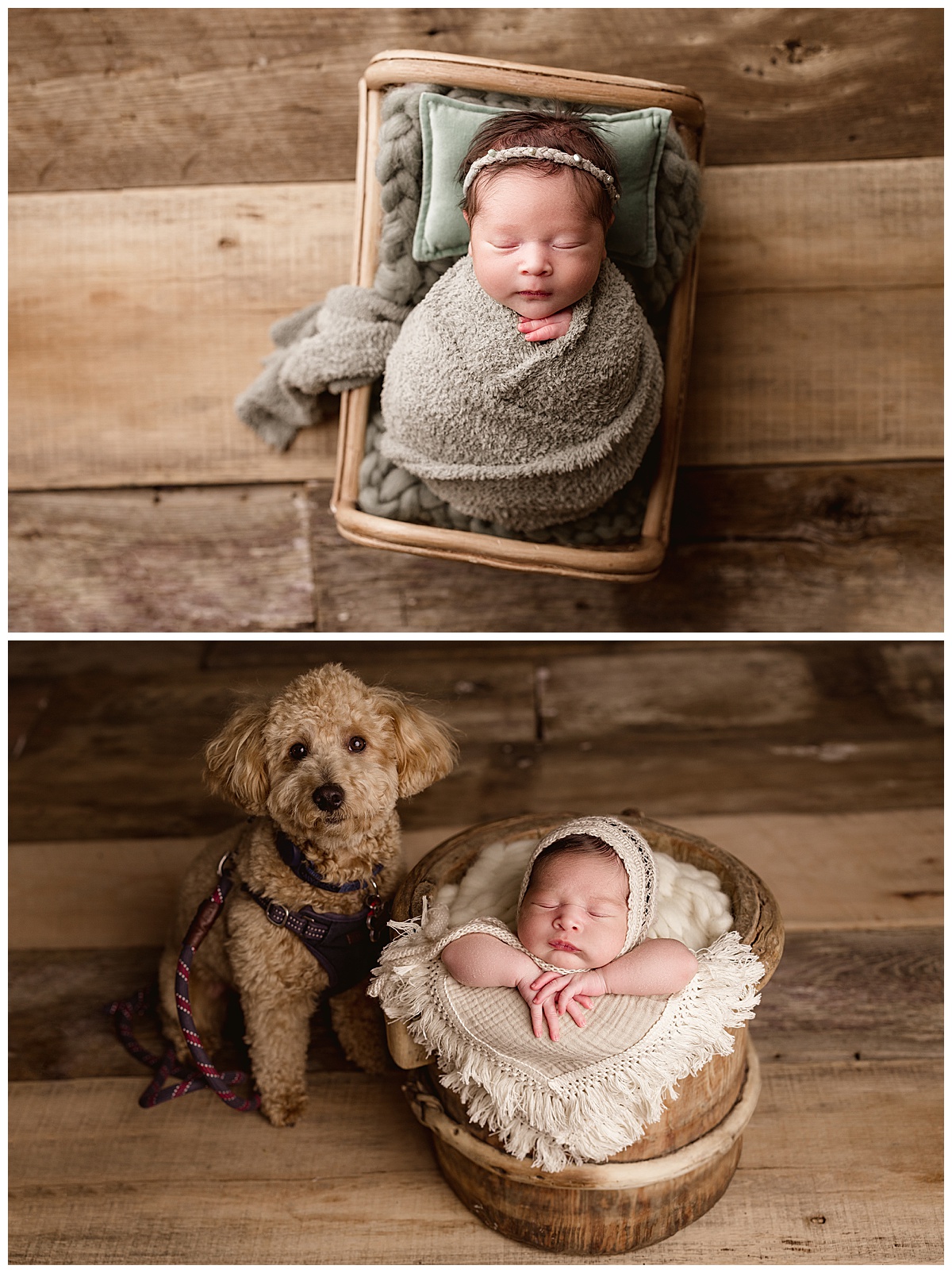 Family dog sits next to baby girl on wood flor for Virginia Newborn Photographer