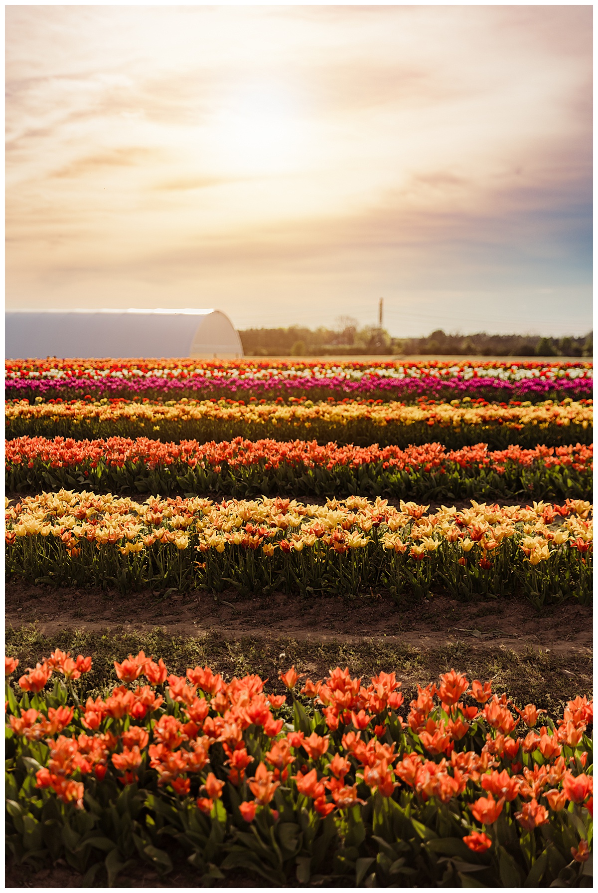 Stunning tulips displayed for Burnside Farms Maternity Session 