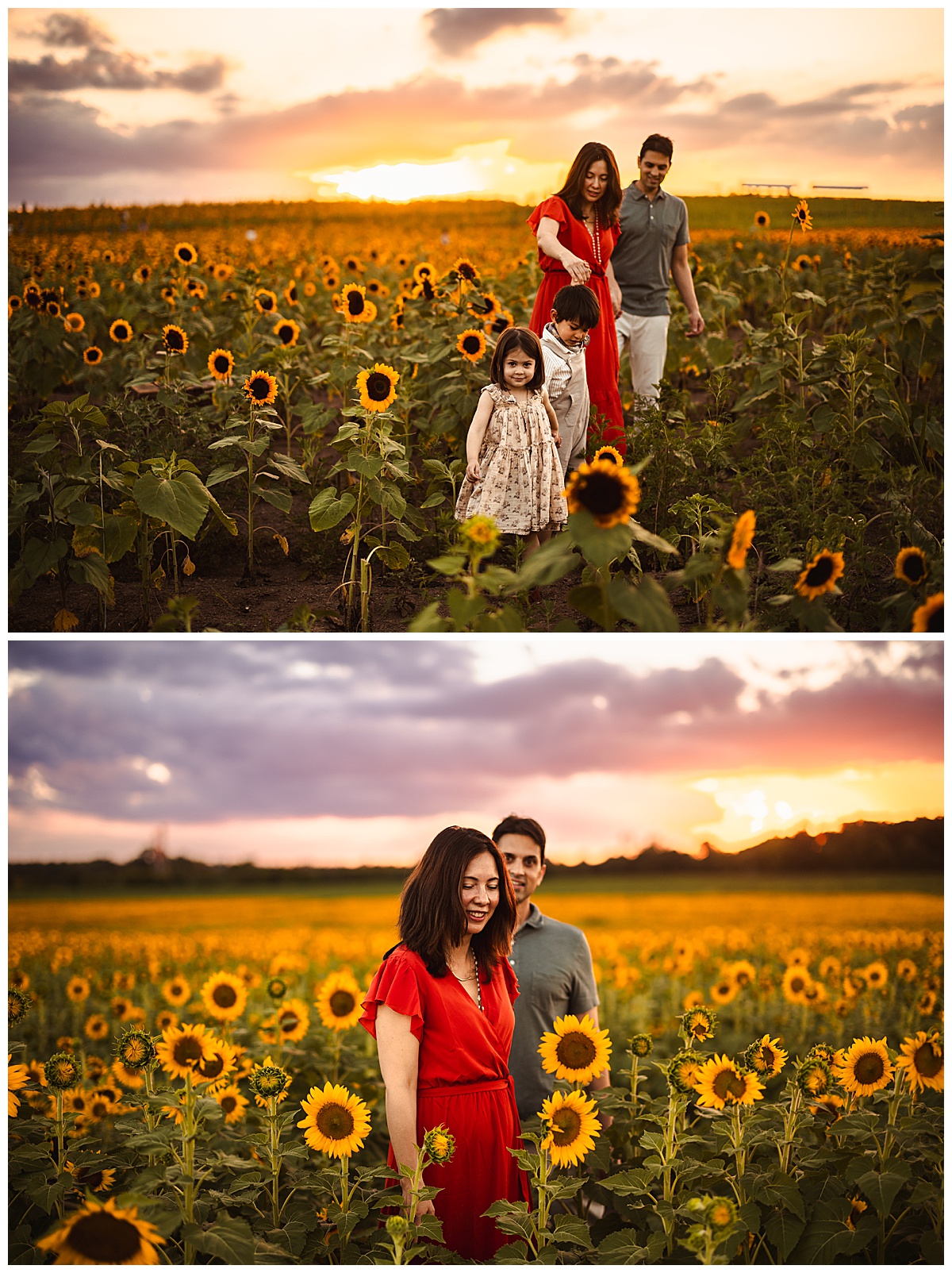 Parents and their children walk through the sunflower fields for Norma Fayak Photography