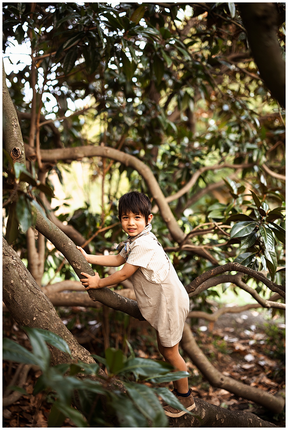 Young boy climbs a tree for Virginia Family Photographer