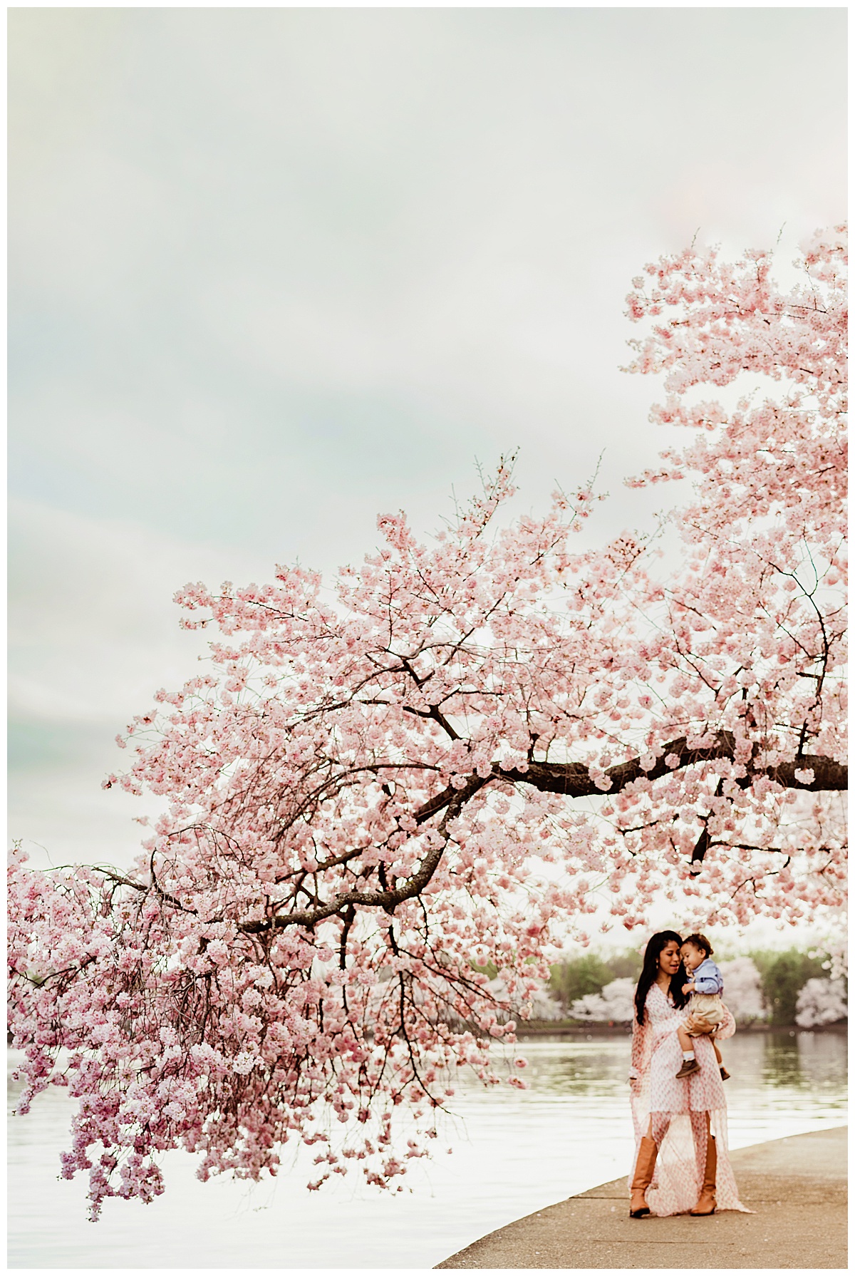 Family stands under a blooming tree during Washington, DC, Cherry Blossom photos