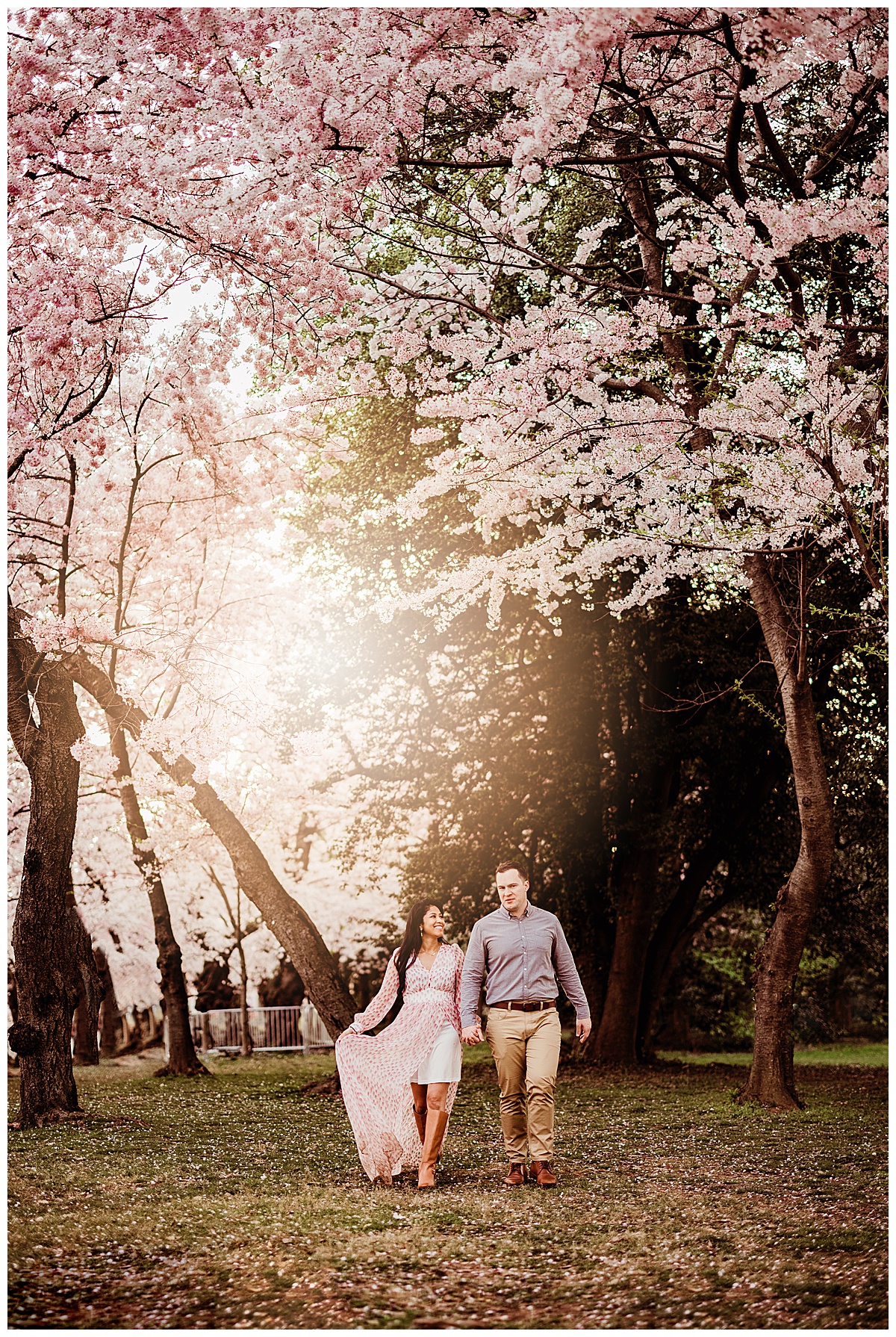 Family walk together under blooming tress during their DC Cherry Blossom Photographer
