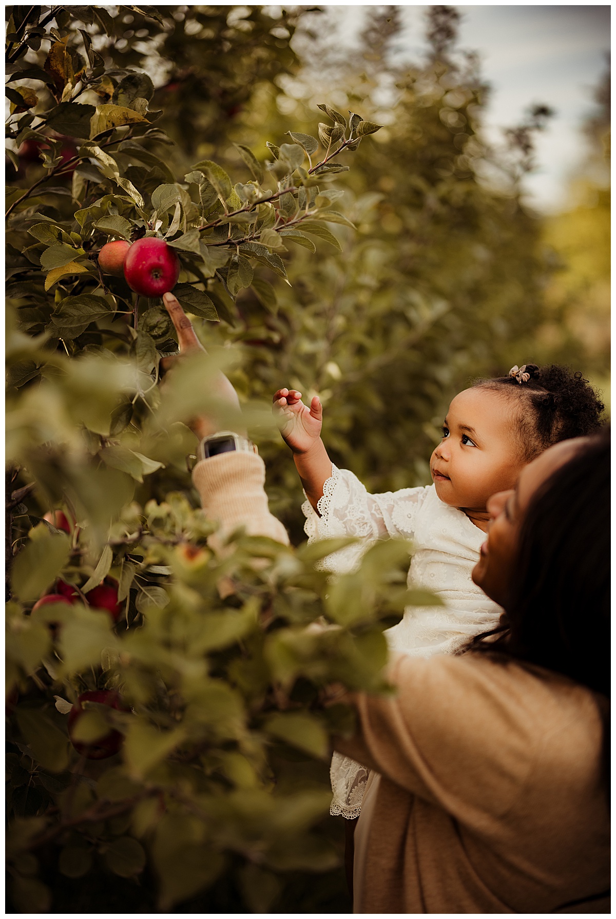 Young girl picks an apple for Norma Fayak Photography