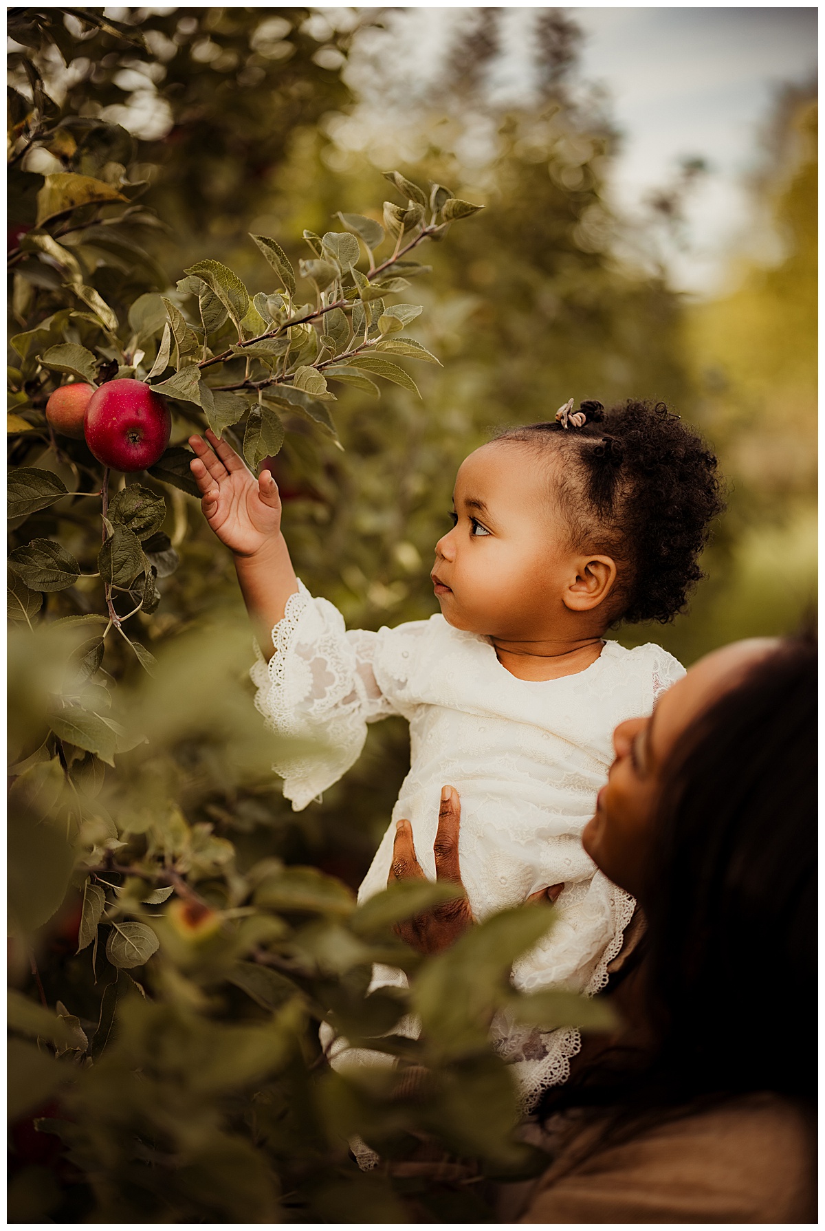 Little girl grabs an apple during their Outdoor Adventure Golden Hour Session at Great Country Farms