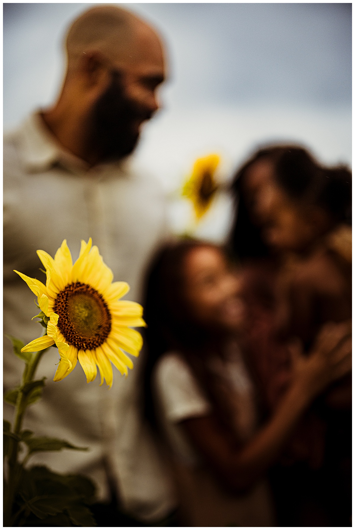 Gorgeous sunflower by Norma Fayak Photography